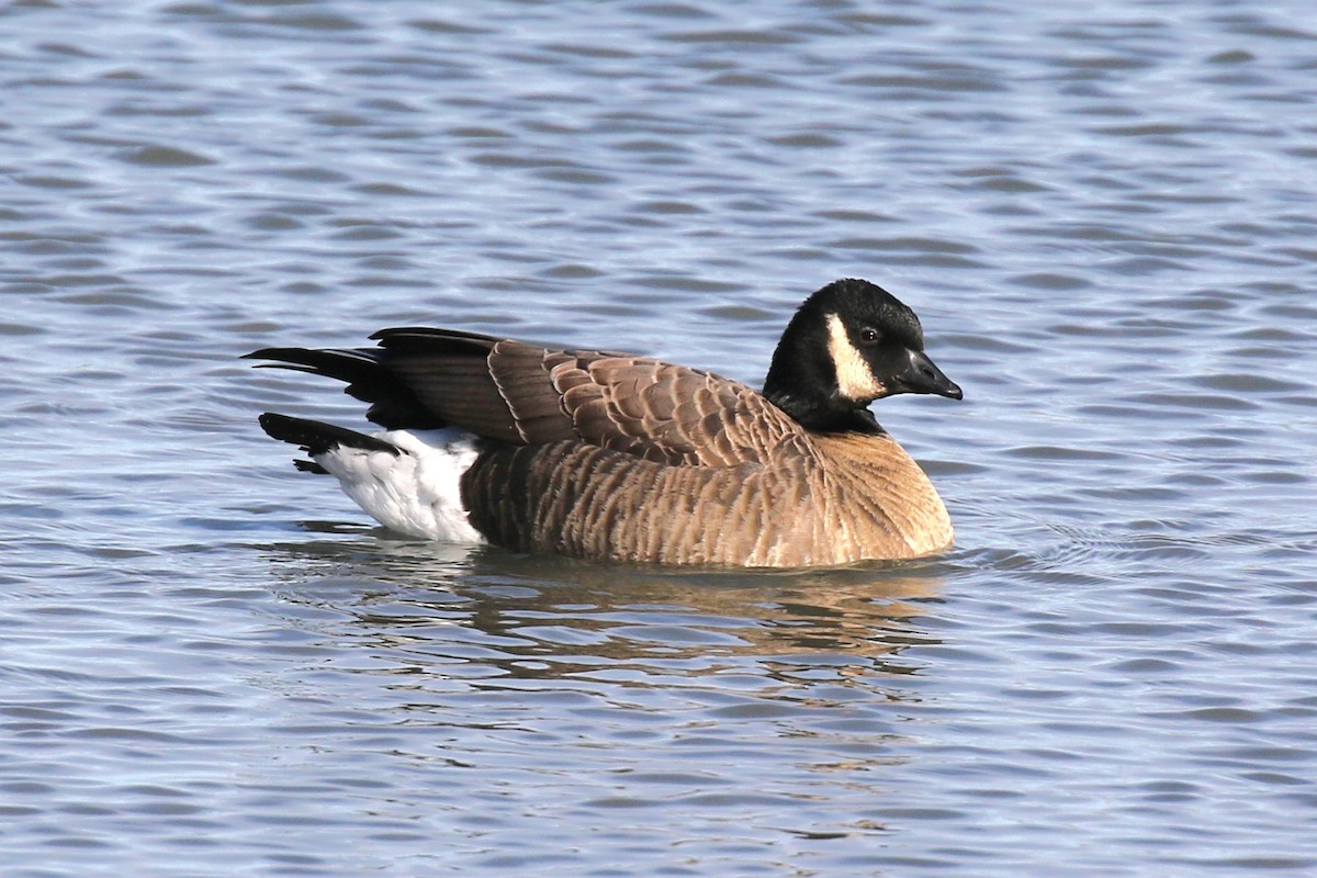 Cackling Goose (Richardson's) - Walter Marcisz
