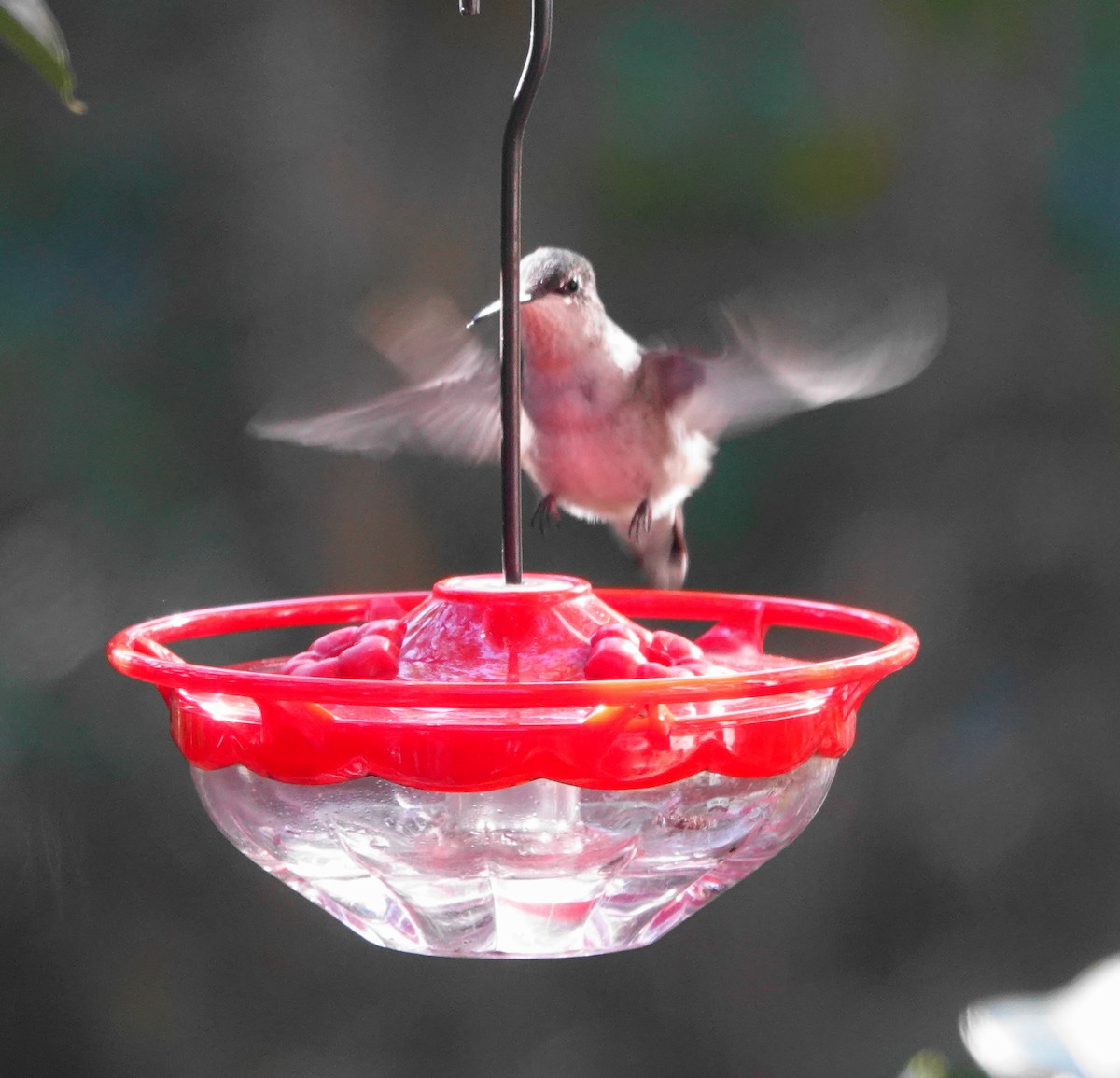 Ruby-throated Hummingbird - ML613808020