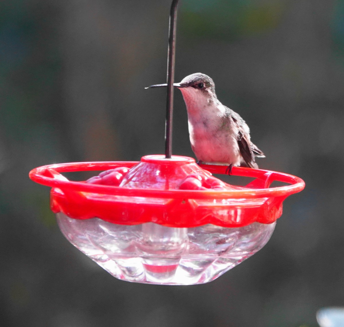 Ruby-throated Hummingbird - ML613808029