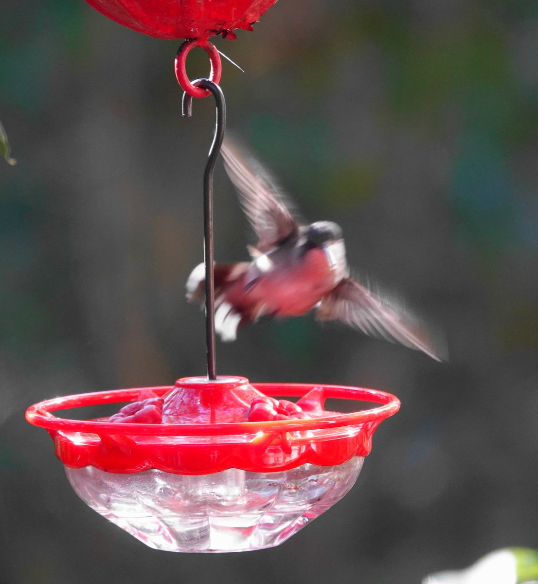 Ruby-throated Hummingbird - ML613808037