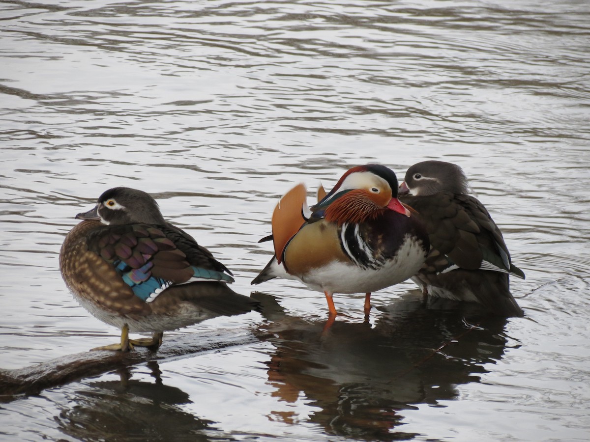 Mandarin Duck - ML613808052