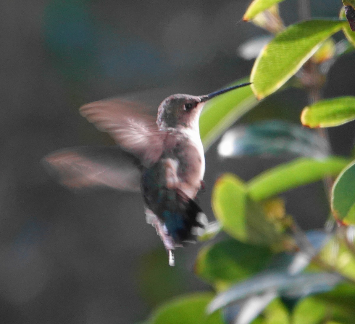 Ruby-throated Hummingbird - ML613808054