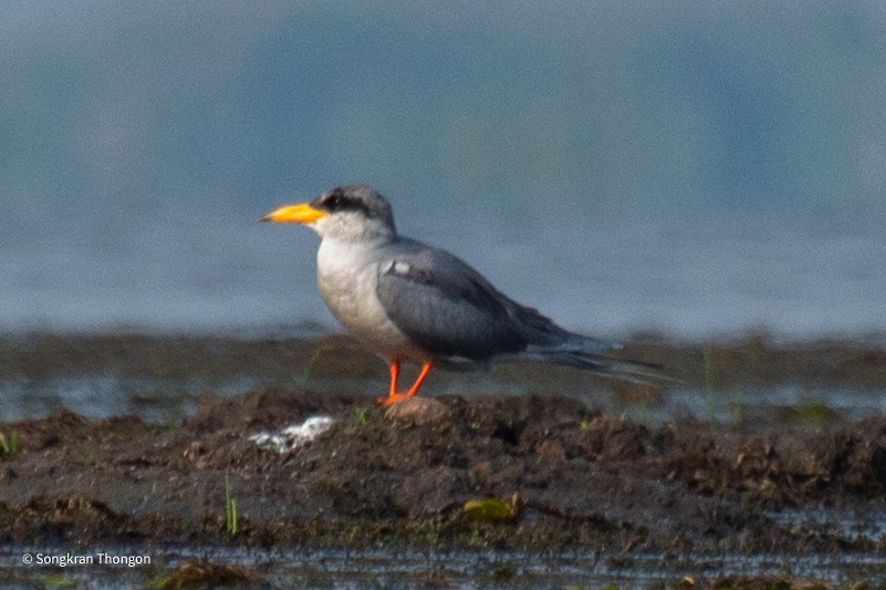 River Tern - Songkran Thongon