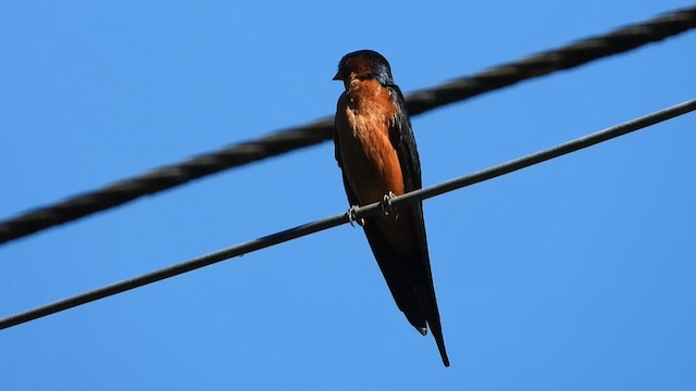 Golondrina de Sri Lanka - ML613808091