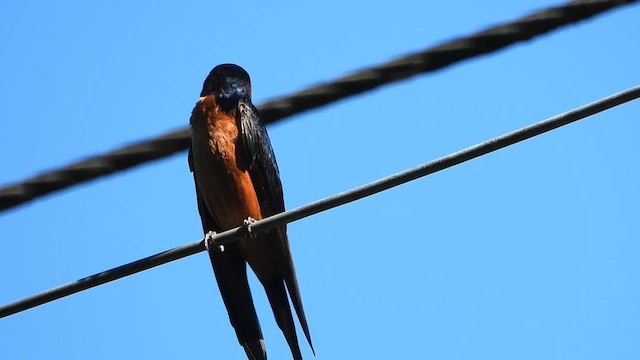 Sri Lanka Swallow - ML613808093