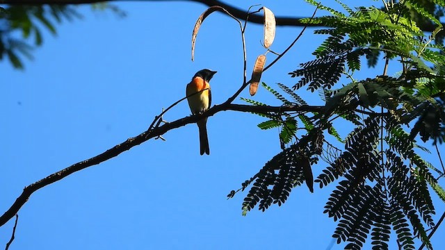 Küçük Minivet - ML613808123