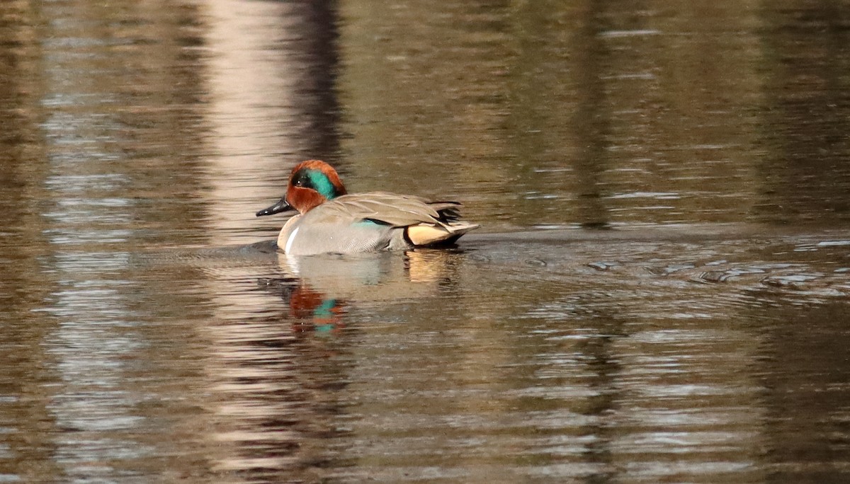 Green-winged Teal - Colette Micallef