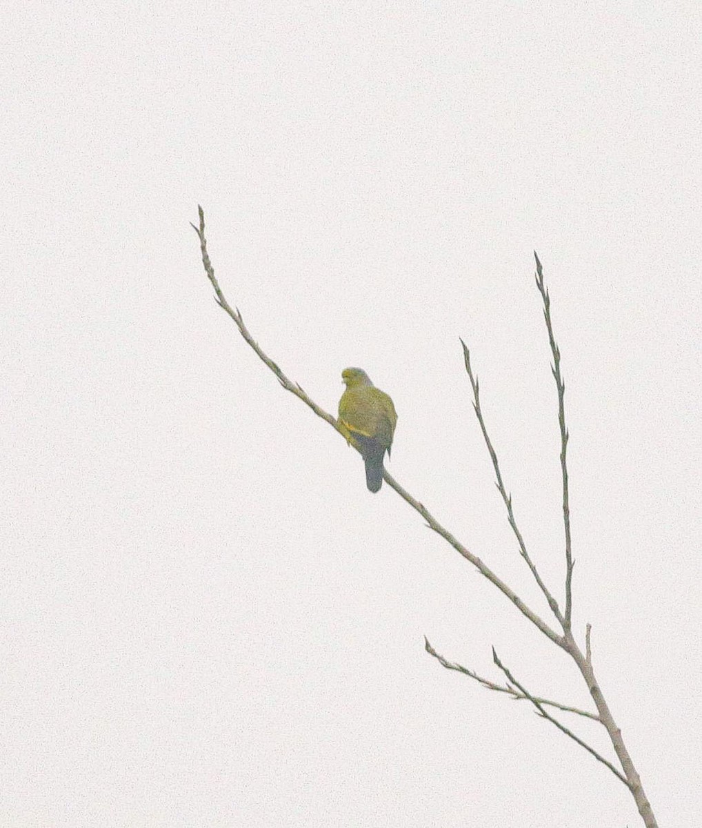 Yellow-footed Green-Pigeon - ML613808160