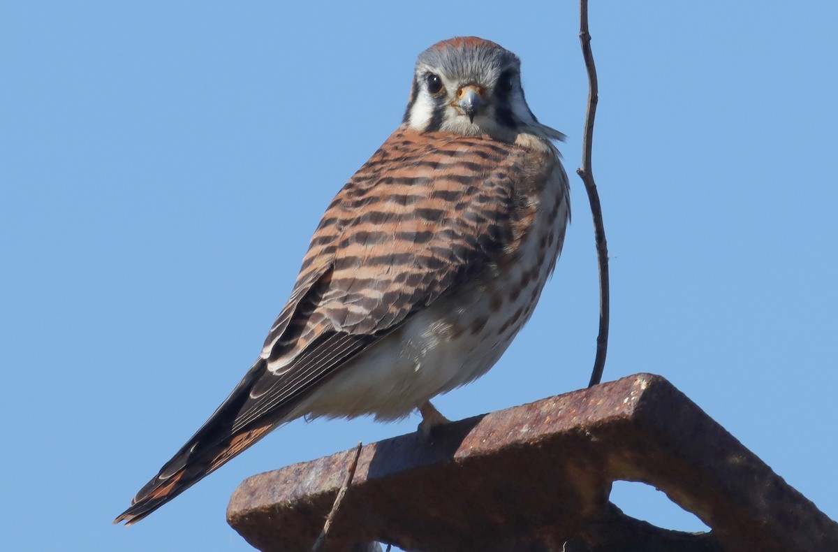 American Kestrel - ML613808214