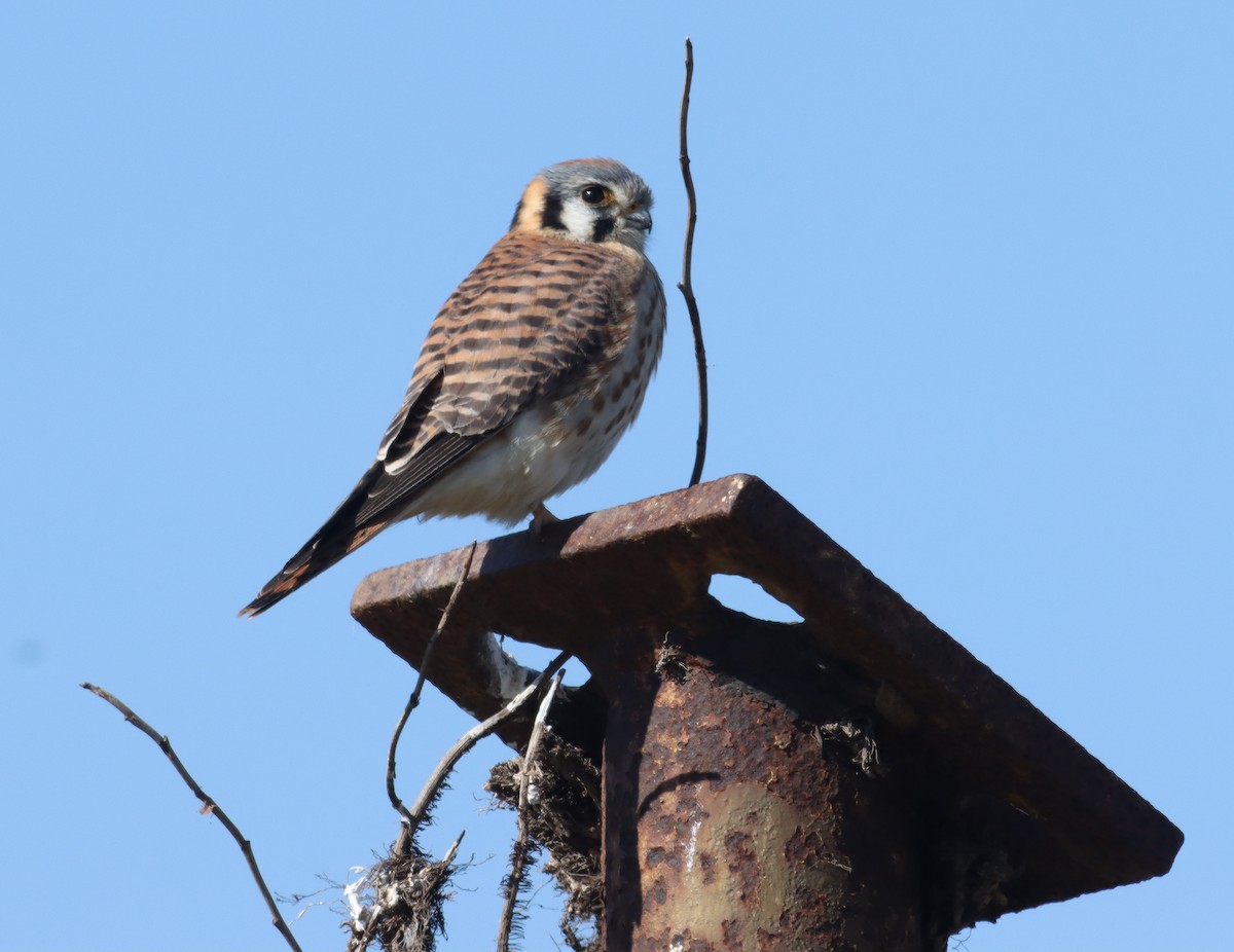 American Kestrel - ML613808216