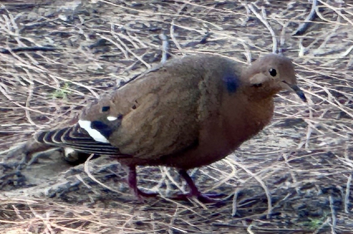 Zenaida Dove - ML613808286