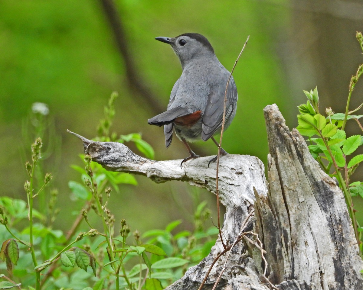 Gray Catbird - ML613808302