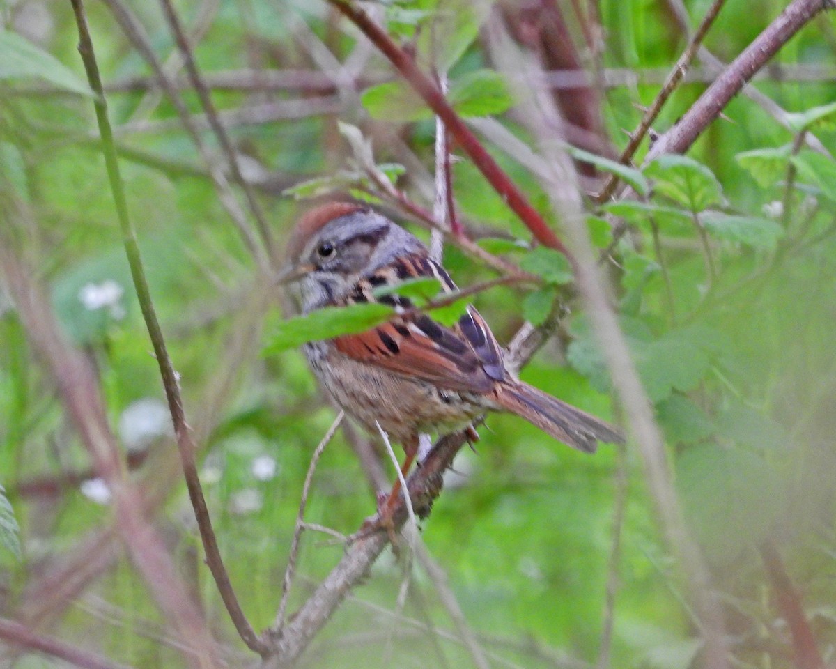 Swamp Sparrow - ML613808318