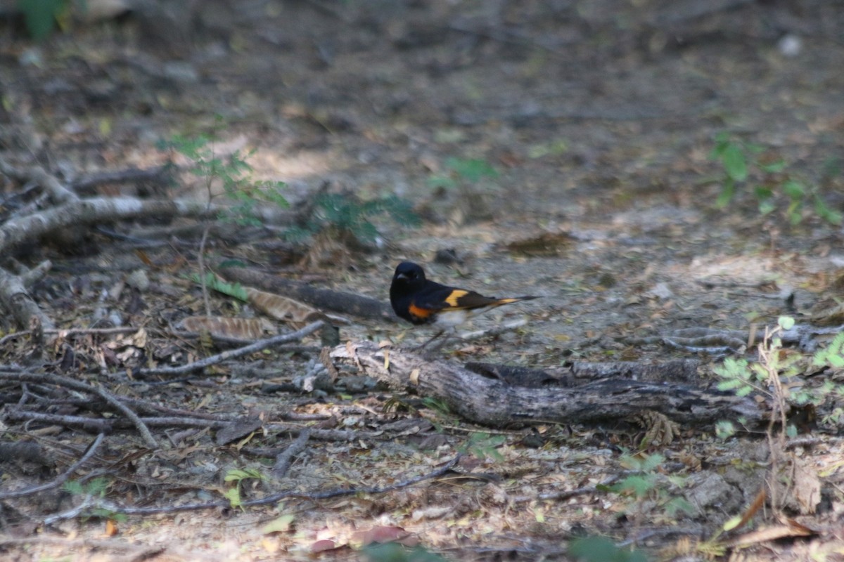 American Redstart - ML613808324