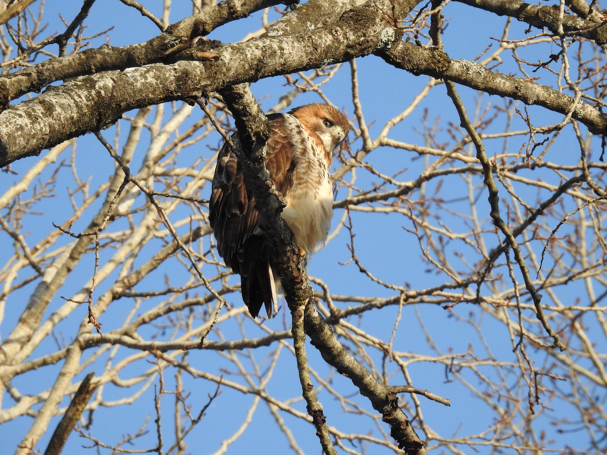 Red-tailed Hawk - ML613808354