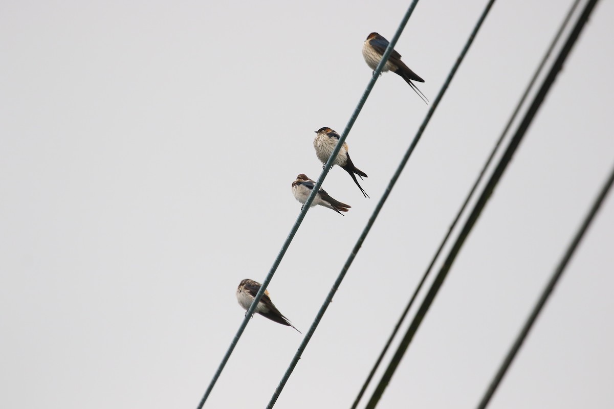 Golondrina Común - ML613808385