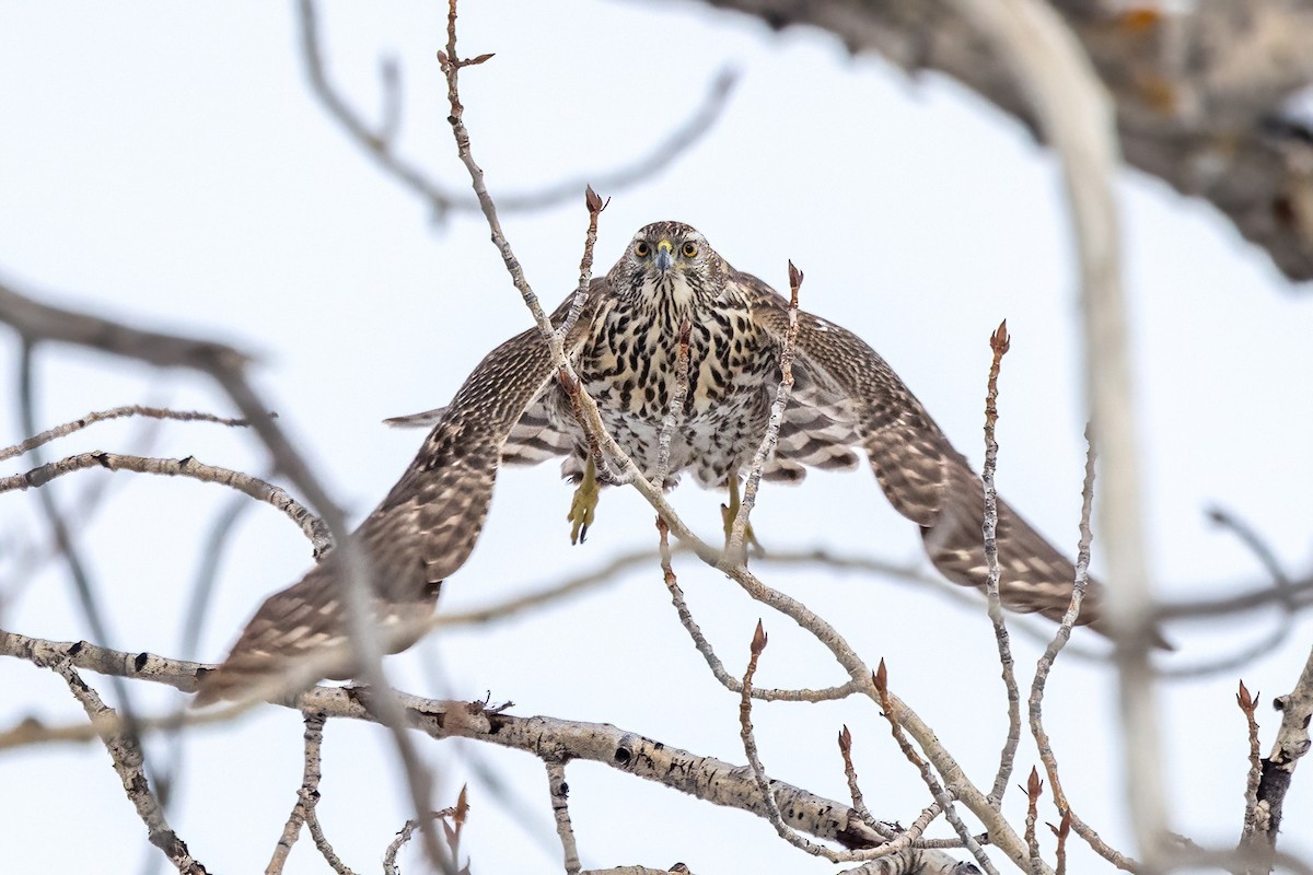 American Goshawk - ML613808407