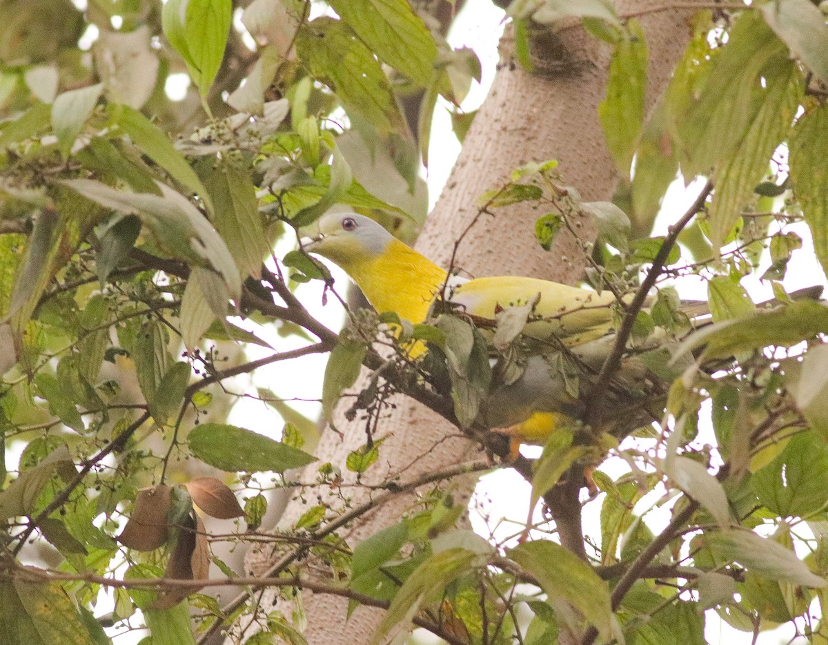 Yellow-footed Green-Pigeon - ML613808460
