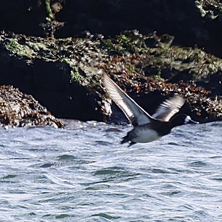 Greater Scaup - ML613808546