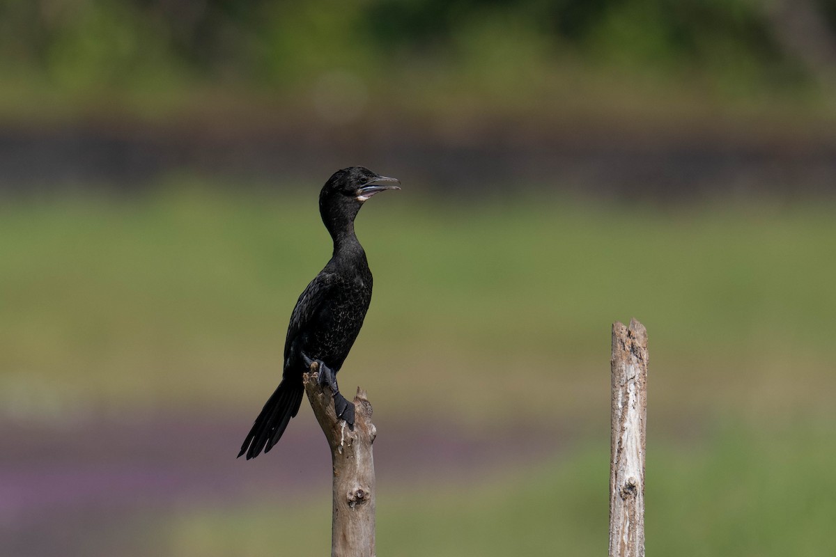 Cormorán de Java - ML613808556