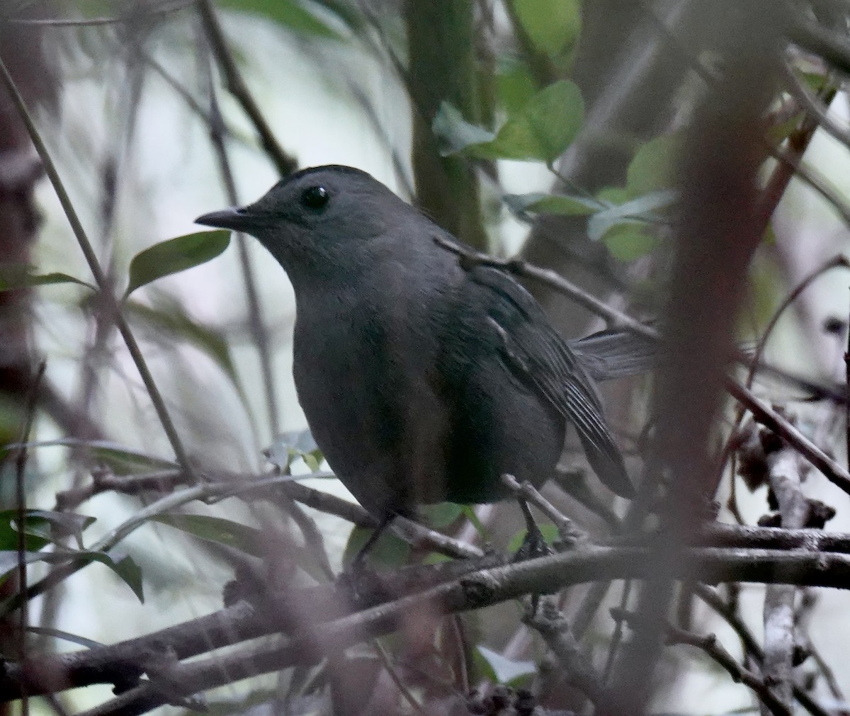 Gray Catbird - ML613808587