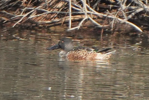 Northern Shoveler - ML613808650