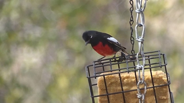 Painted Redstart - ML613808660