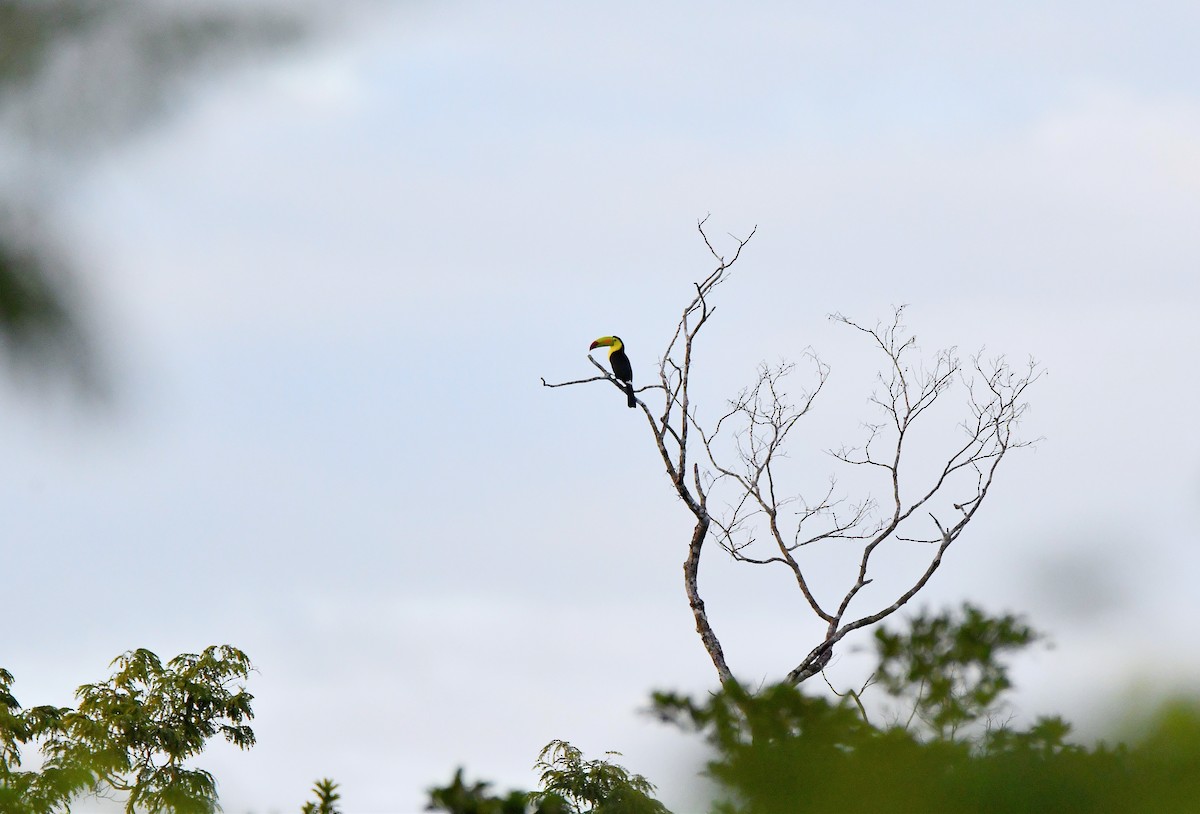 Toucan à carène - ML613808696