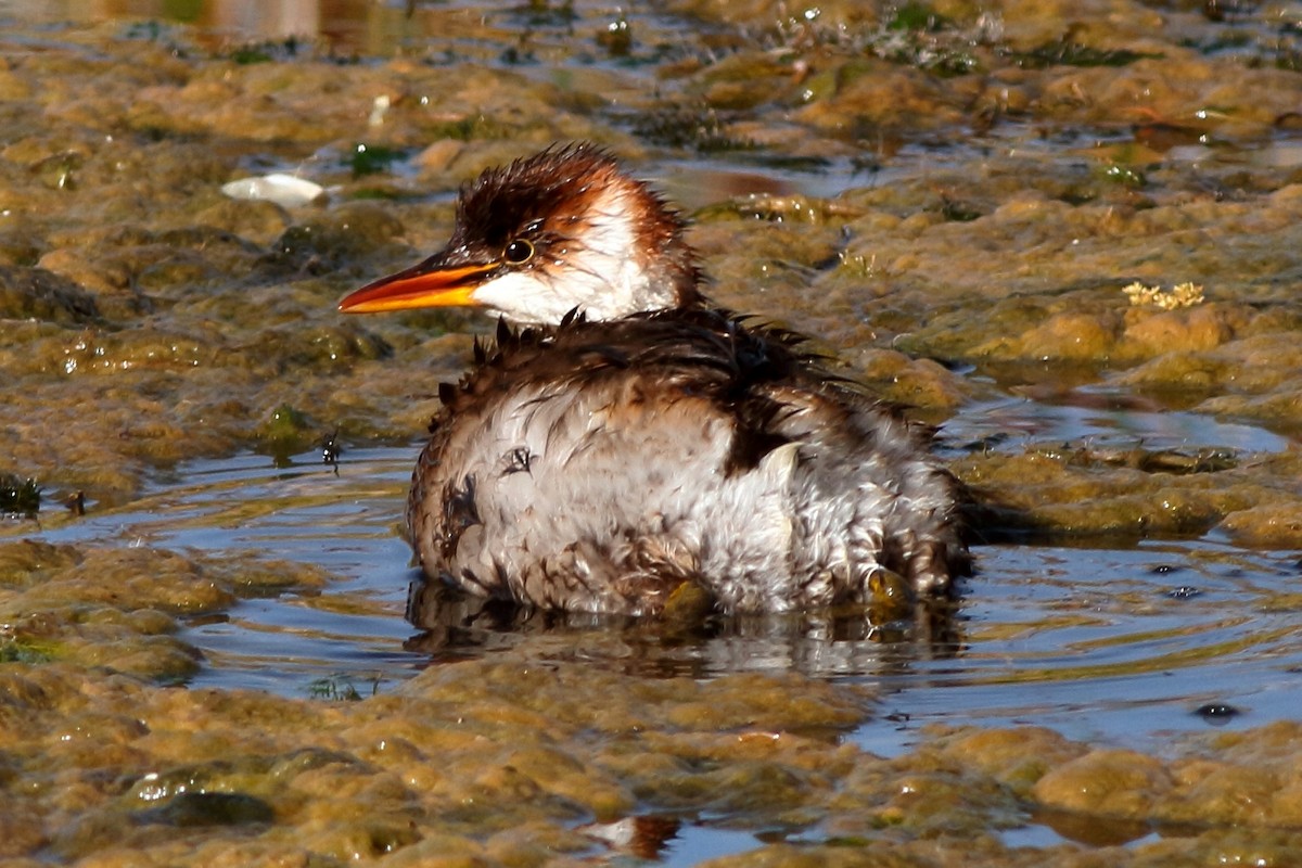 Titicaca Grebe - ML61380871