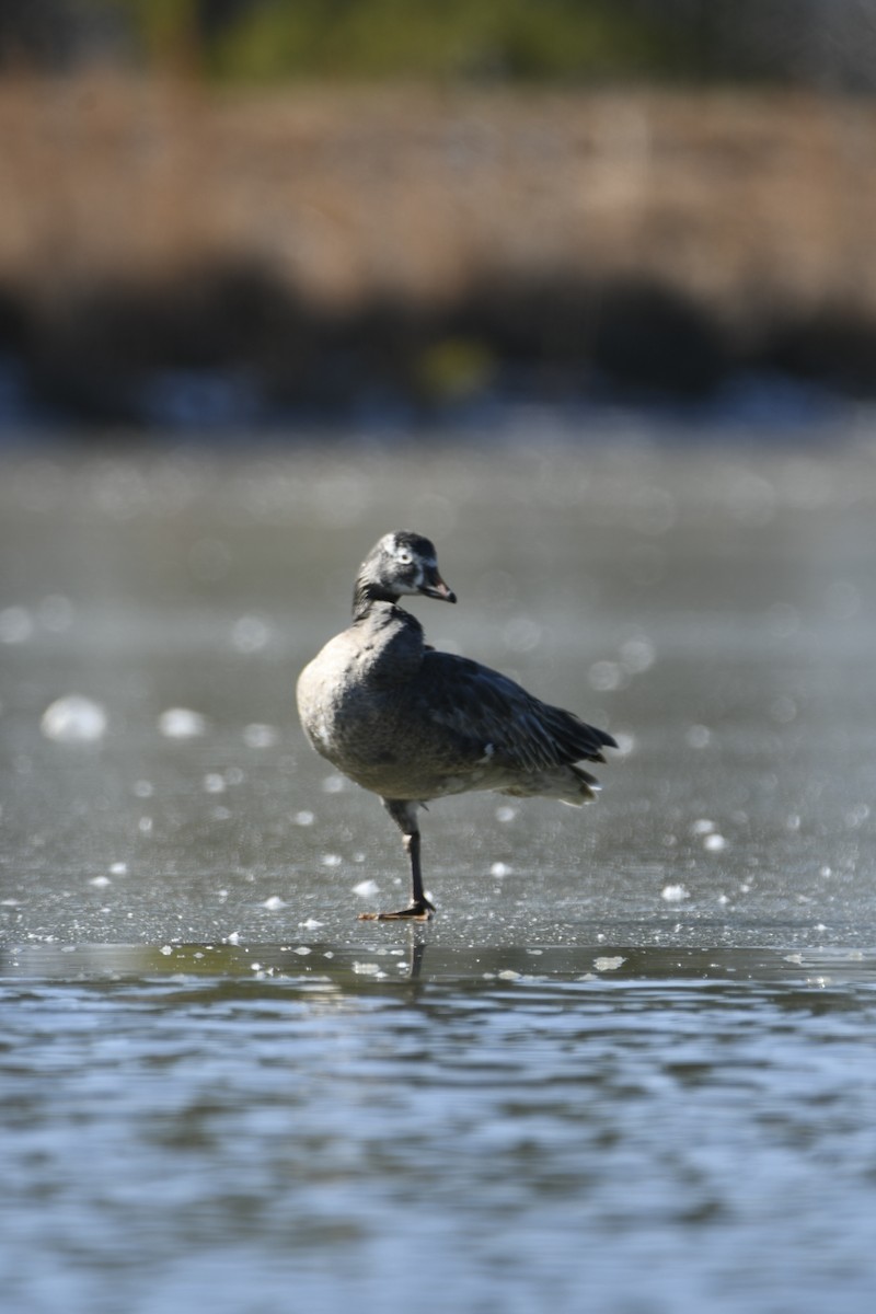 Snow Goose - Daniel Denman