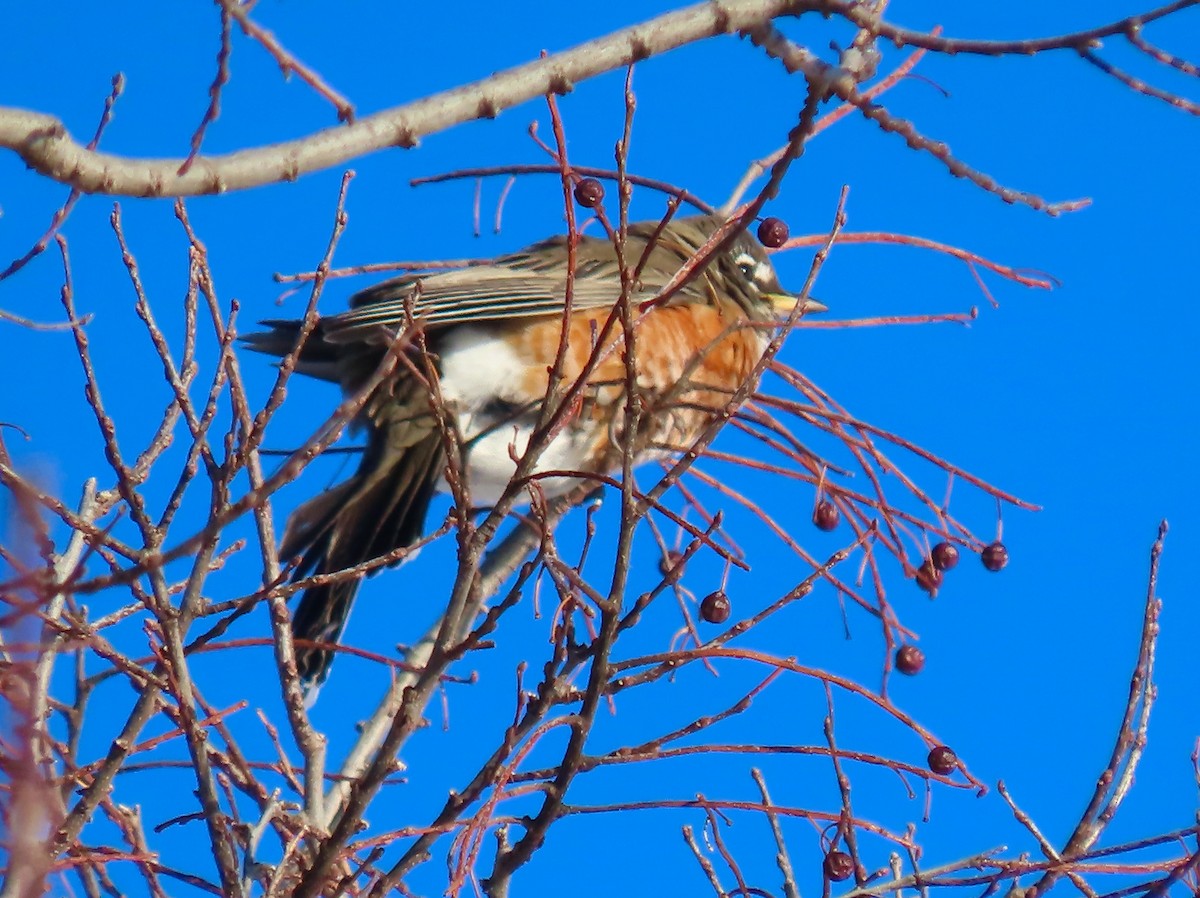 American Robin - ML613808761