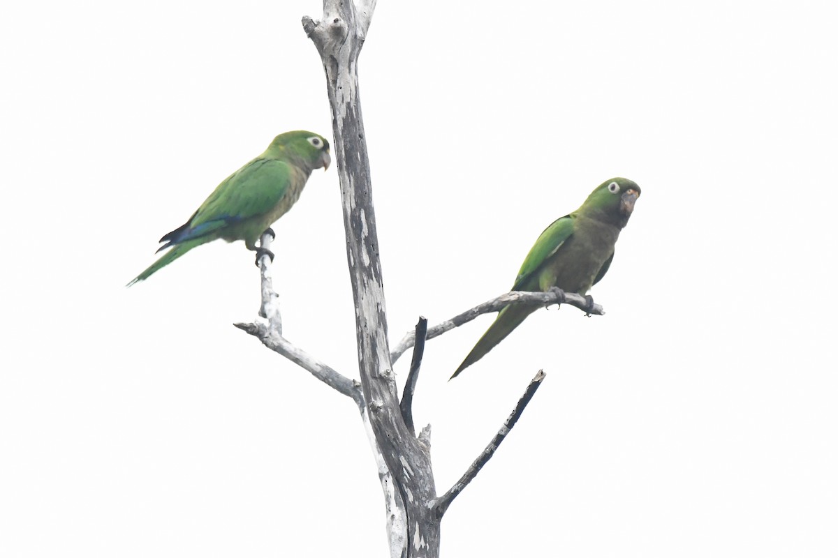 Olive-throated Parakeet - ML613808793