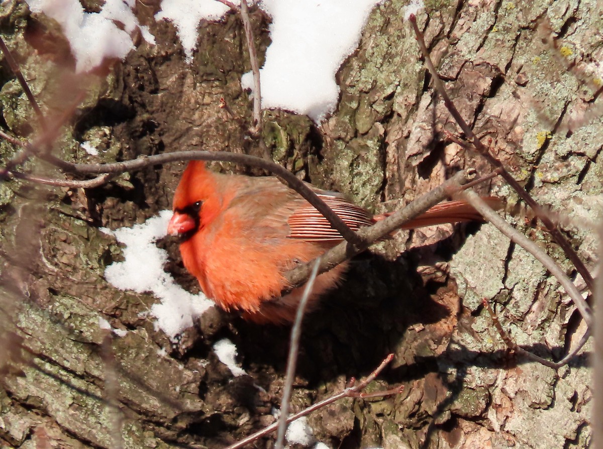 Cardinal rouge - ML613808794