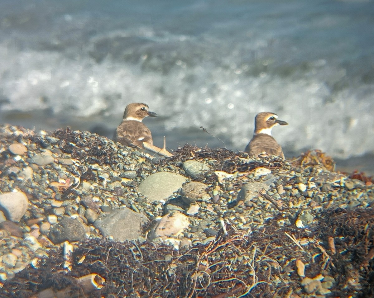 Wilson's Plover - Pedro Luis Sánchez Mustelier