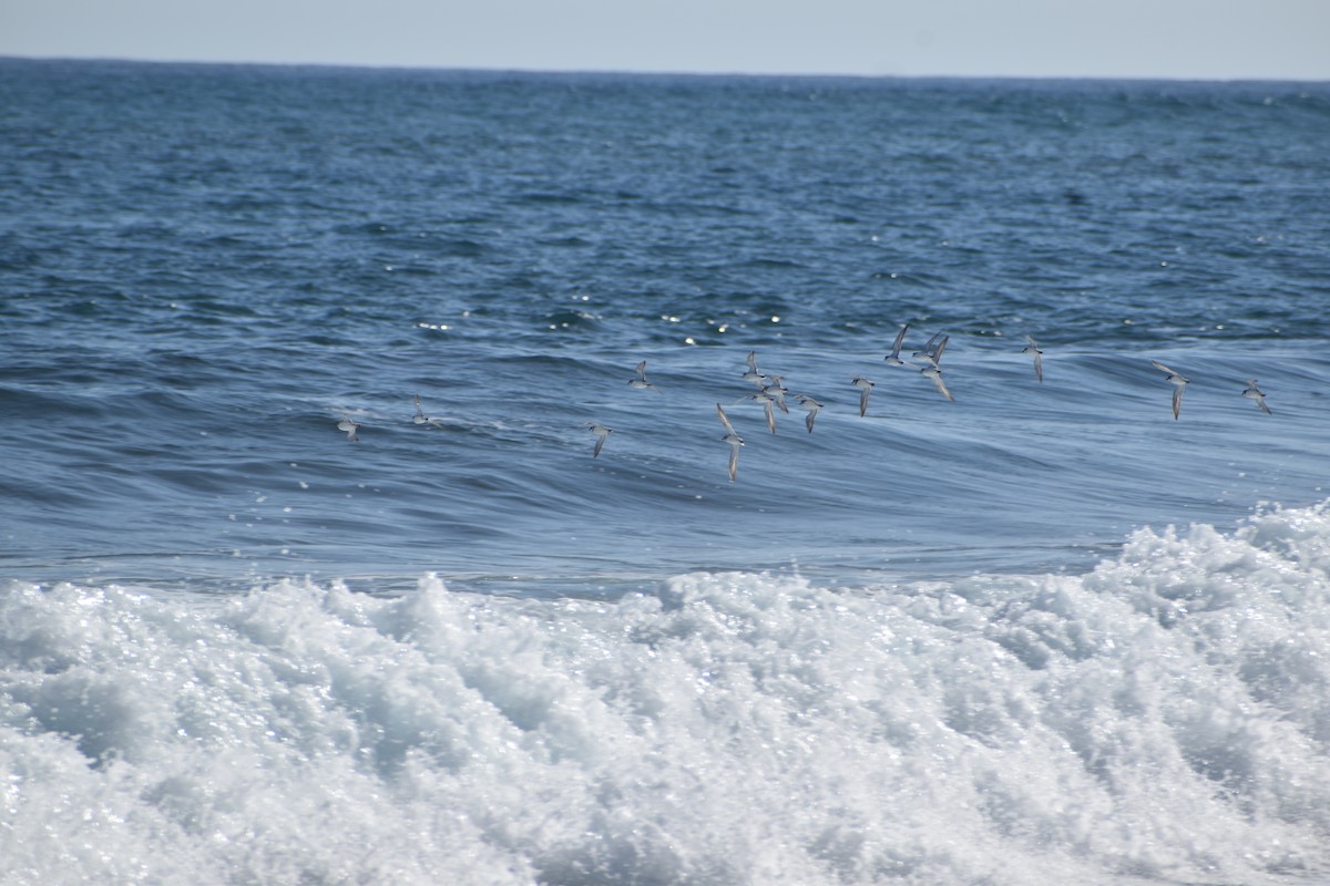 Wilson's Plover - ML613808908