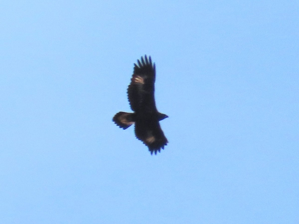 金鵰 - ML613808916