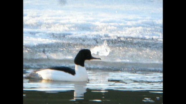 laksand (merganser/orientalis) - ML613808967