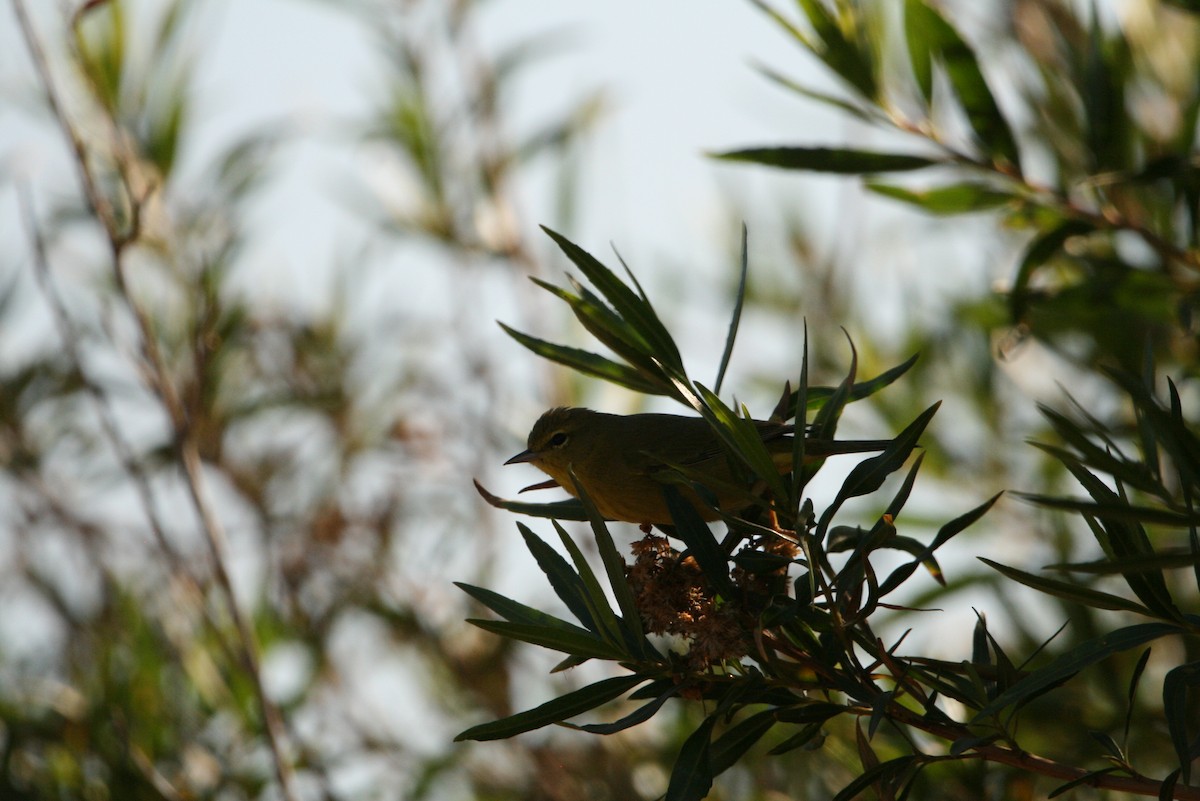 Orange-crowned Warbler - Jadon Miranda