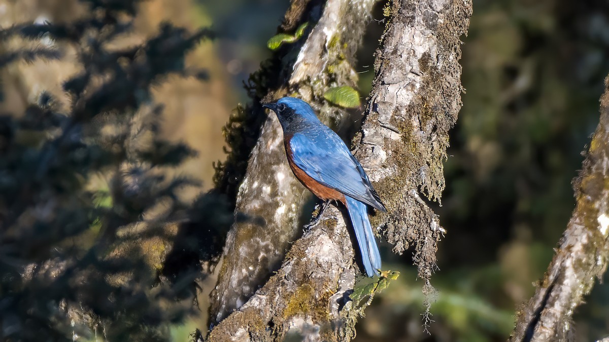 Chestnut-bellied Rock-Thrush - ML613808999