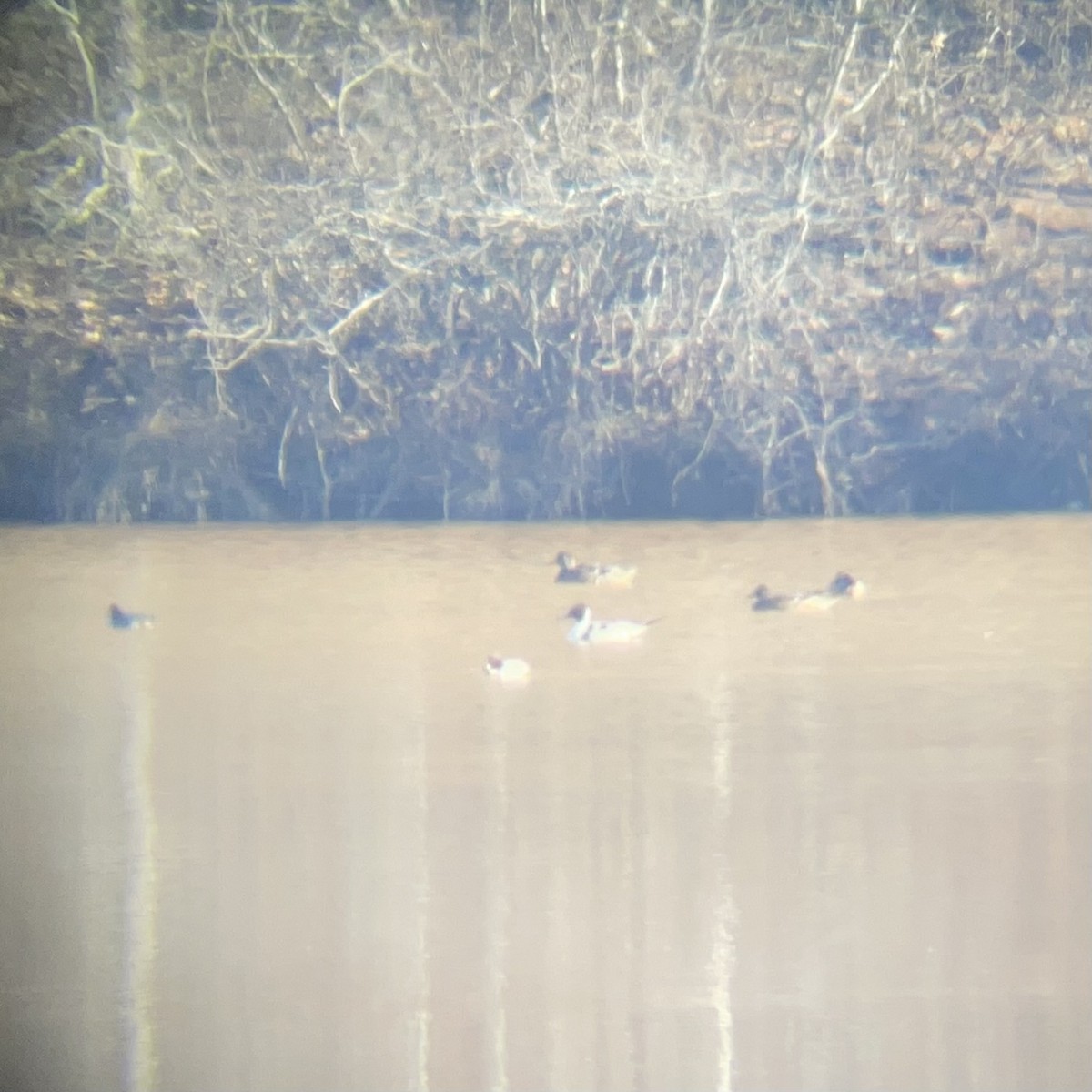 Northern Pintail - ML613809023