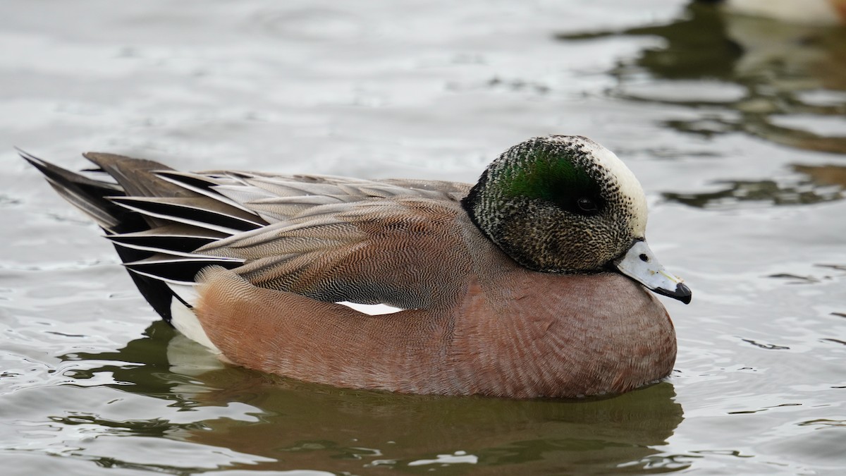 American Wigeon - ML613809041