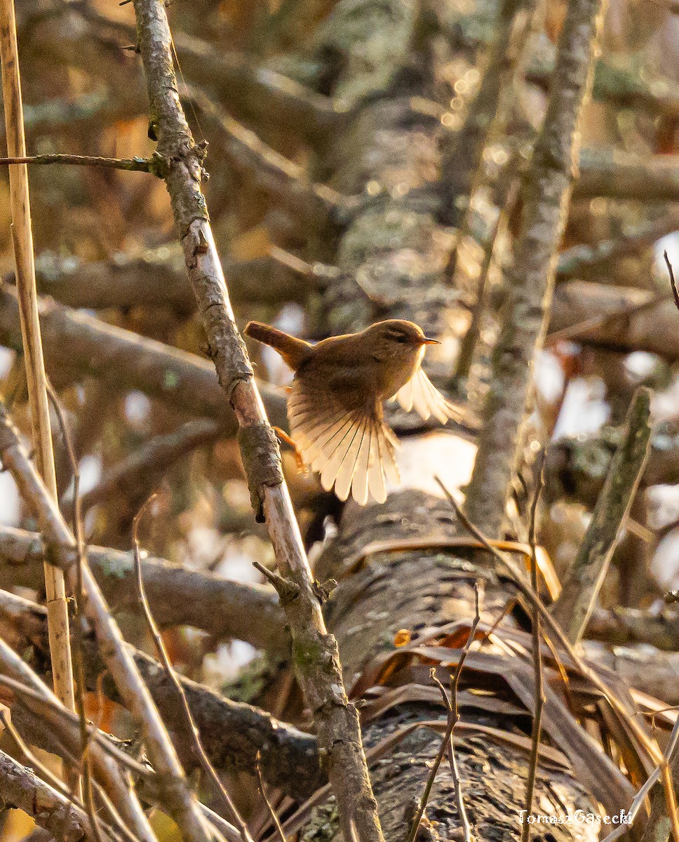 Eurasian Wren - ML613809140