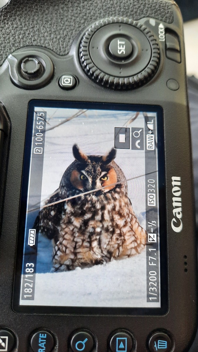 長耳鴞 - ML613809168