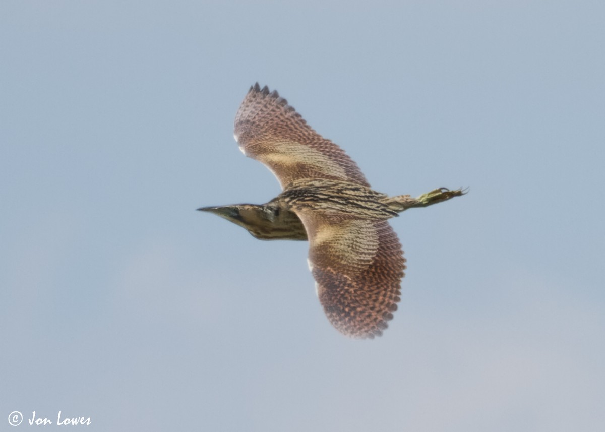 Great Bittern - Jon Lowes