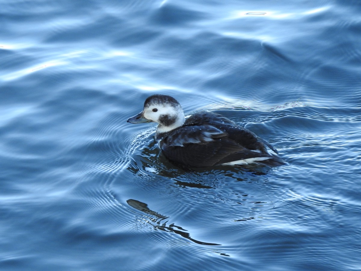 Long-tailed Duck - Rosario Mendoza