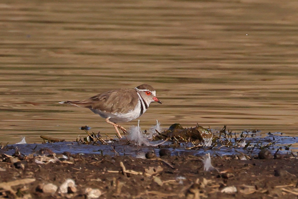 Three-banded Plover - ML613809350