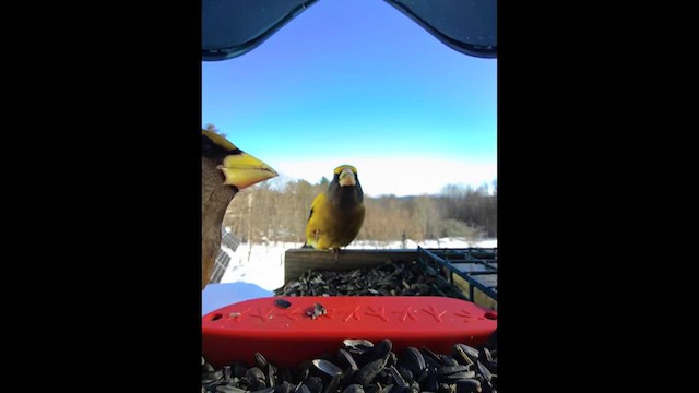 Evening Grosbeak - ML613809380