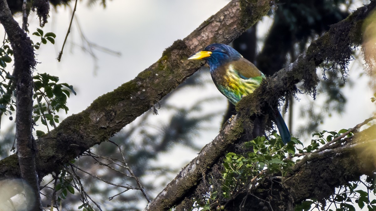 Great Barbet - ML613809438