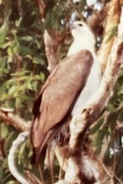 White-bellied Sea-Eagle - ML613809450