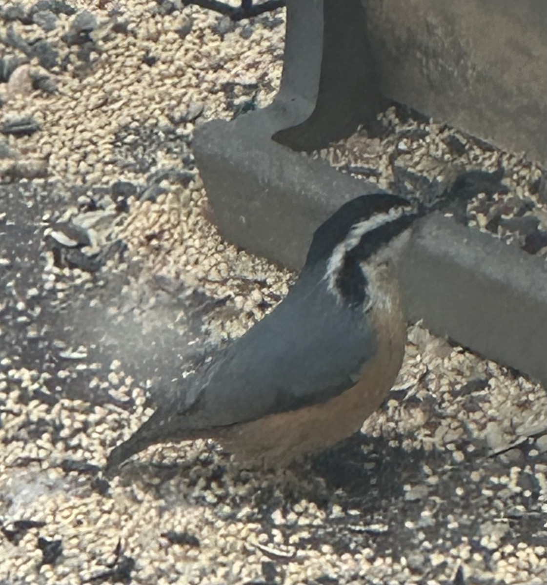 Red-breasted Nuthatch - ML613809487